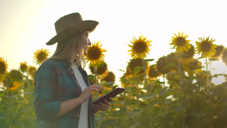 A-female-farmer-with-a-tablet-computer-walks-through-a-field-with-sunflowers-and-enters-data-into-a-tablet-computer-to-manage-and-analyze-the-crop.-Modern-technologies-for-creating-sunflower-oil.